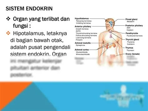SOLUTION: Anatomi dan fisiologi sistim endokrin - Studypool