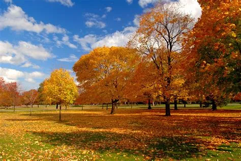 HD Fall Wallpaper, BING | Autumn | Pinterest | Autumn and Fall wallpaper