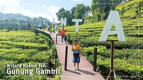 Wisata Kebun Teh Gunung Gambir ~ Kabupaten Jember, Jawa Timur - YouTube