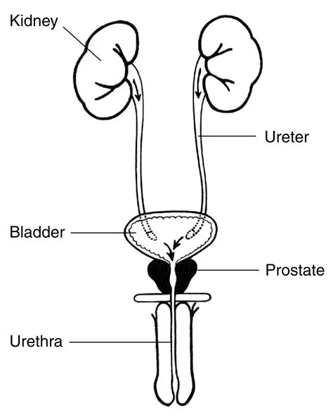 Male Urinary Bladder Model Labeled