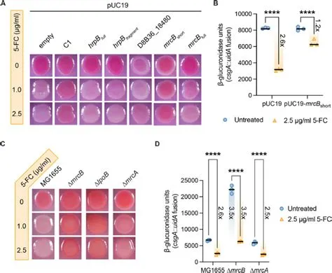 Puc19 Vector | Thermo Fisher | Bioz
