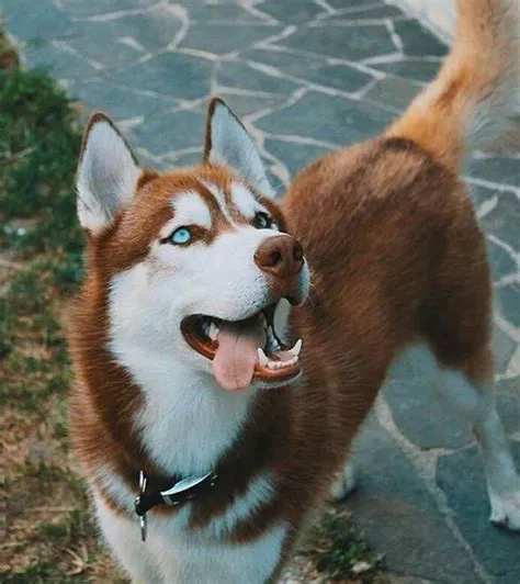 Brown and White Husky Standing in Grass Field