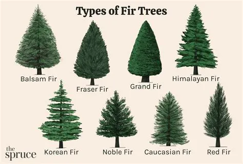 Grand Fir Vs Douglas Fir: The Ultimate Tree Comparison