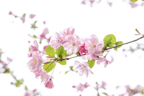 Early Spring Backgrounds