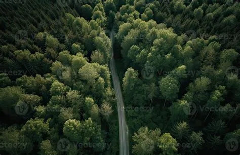 Top view of green forest landscape wallpaper art. Aerial nature scene ...