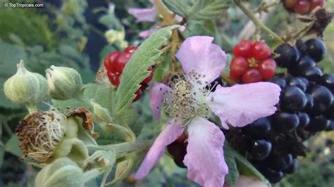 Rubus sanctus (Holy Bramble) | Top Tropicals Plant Encyclopedia