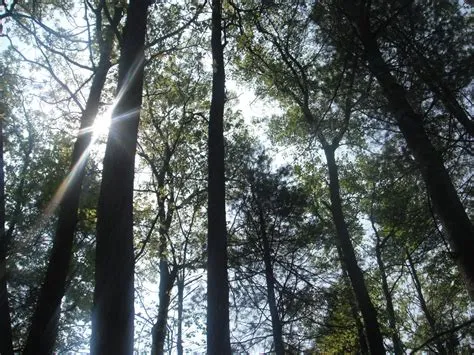 Finding Peace in Nature - Connections Magazine