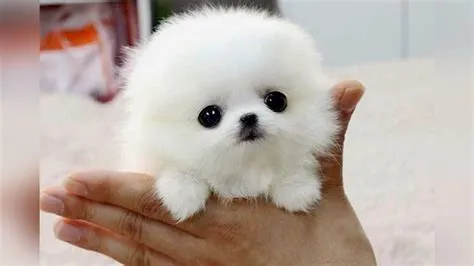 The SMALLEST DOG BREEDS in the World | Cute pomeranian, Cute baby ...
