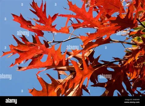 oak leaves autumn Red, Quercus palustris, Oak, Foliage Stock Photo ...