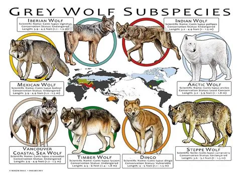 Grey Wolf Subspecies of the World Photograph by Roger Hall - Fine Art ...