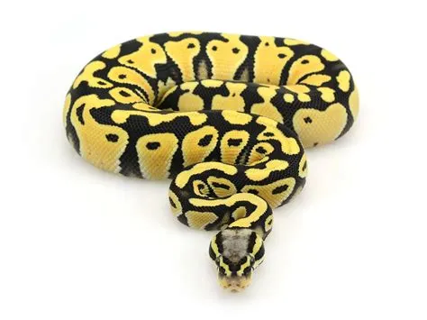 Ball Python Wallpapers - Wallpaper Cave