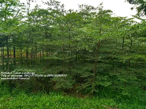 Pohon Rindang Untuk Rumah Minimalis - Desain Interior Terbaru