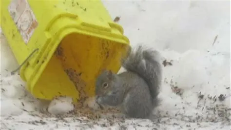 Bad Squirrels - YouTube