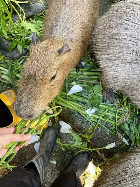 capybaraa !! di 2024