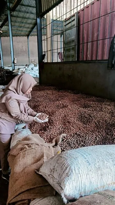 Dari NTT, 38 Ton Biji Gebang Siap Berlayar ke Surabaya - Bali Politika