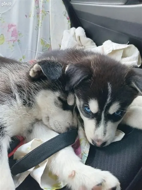Husky pups looking for a good home TT$2,500 â„–603163 in North East ...