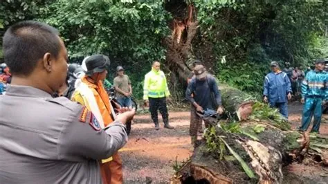 Pohon Raksasa Tumbang Menutup Jalan, Jalur Gumitir Macet Total - Radar ...