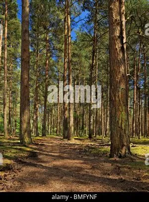 Path in the pine forest Stock Photo - Alamy
