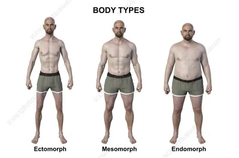 Male body types, illustration - Stock Image - F038/5712 - Science Photo ...