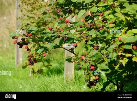 Blackberry rubus sp hi-res stock photography and images - Alamy