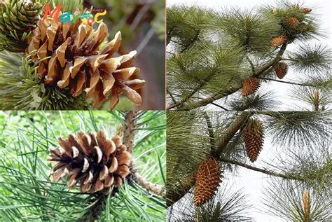 À la découverte des diverses essence d'arbres au Maroc ! | Infos ...