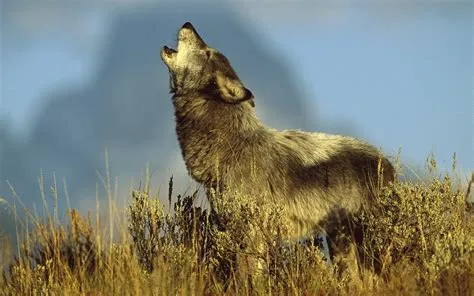 Download Howling Animal Wolf HD Wallpaper