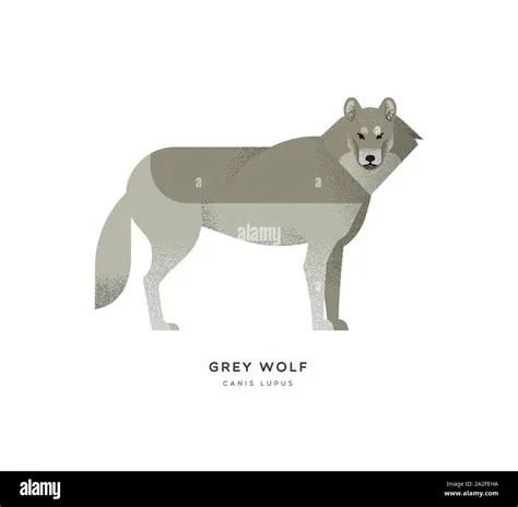 Grey Wolf Backgrounds