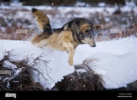 Jumping wolf hi-res stock photography and images - Alamy
