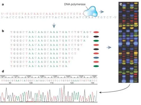 How to sequence DNA | Learn Science at Scitable