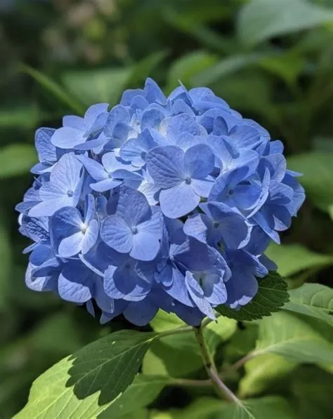 de 將彦 友野 em 紫陽花 | Floriculturas, Cores de hortênsia, Hortênsia flor