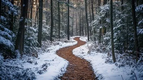 Free Snowy Forest Path Image - Snow, Forest, Path | Download at StockCake