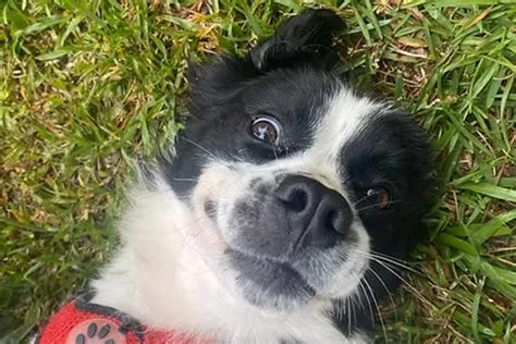 Community Services | CCCC