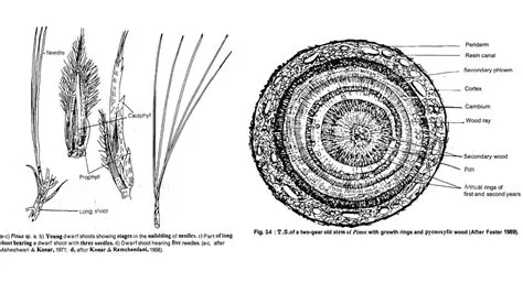 Pinus - Characteristics, Classification, Morphology, Anatomy And ...