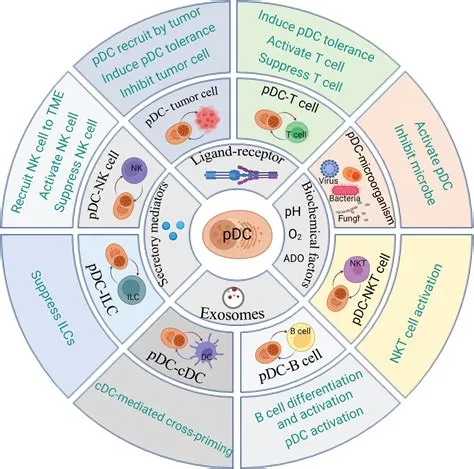 Emerging roles of plasmacytoid dendritic cell crosstalk in tumor ...