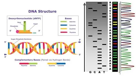 DNA Sequencing - Definition, Principle, Steps, Types, Applications ...