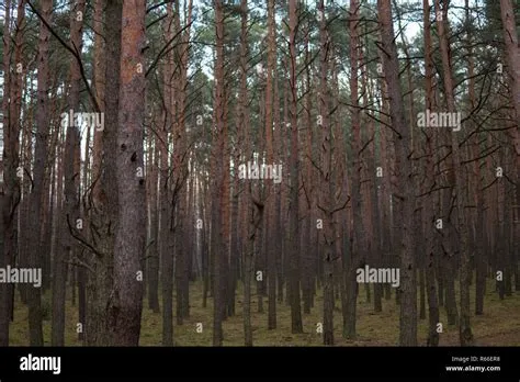 pine trees growing in a forest Stock Photo - Alamy