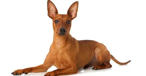 Chihuahua vs Min Pin: quali sono le 8 differenze chiave?