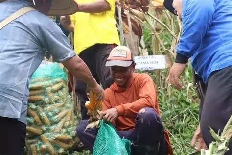 YDSF Panen Raya Jagung 35 Ton Hasil Wakaf Produktif di Jember | Pilar.ID