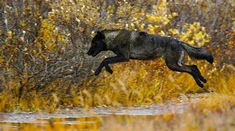 Wolf Jumping