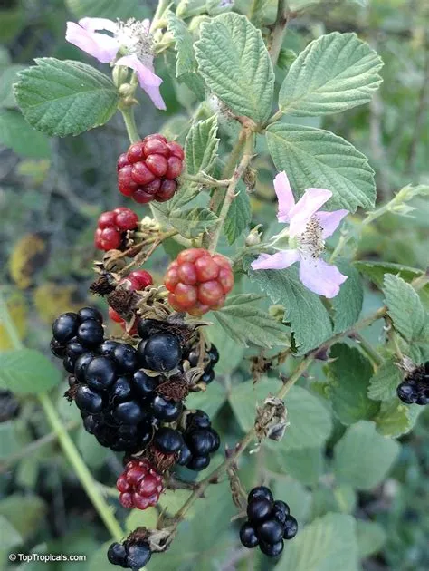 Rubus sanctus (Holy Bramble) | Top Tropicals Plant Encyclopedia | Video 7