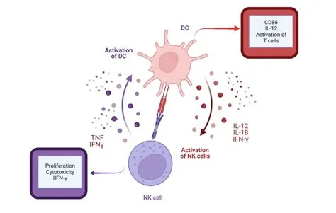 How NK Cells Crosstalk with Other Innate Immune Cells