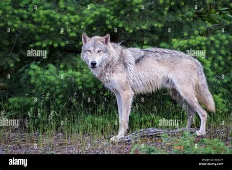 Tundra Wolf Standing in Front of a Bright Green Pine Forest Stock Photo ...