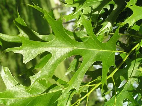 Oak Tree Leaves