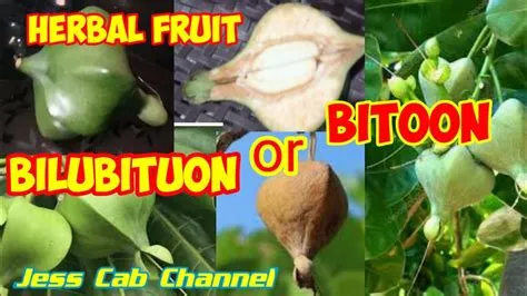 BITOON / BILUBITUON FRUIT A HERBAL MEDICINE | V#88 - YouTube