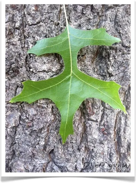 Quercus Palustris Leaf Northern Red Oak Vs Pin Oak: Identification