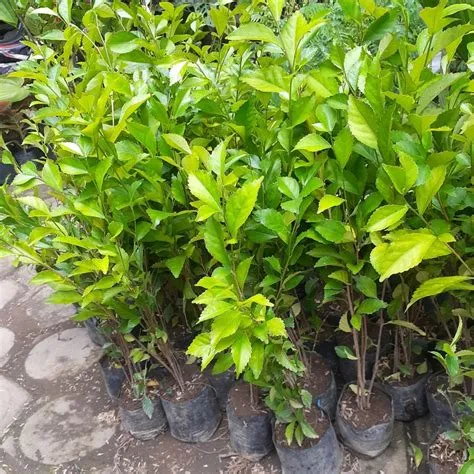 Jual GRATIS ONGKIR - Bibit Tanaman Tetehan/ Bibit Teh Tehan - FREE ...