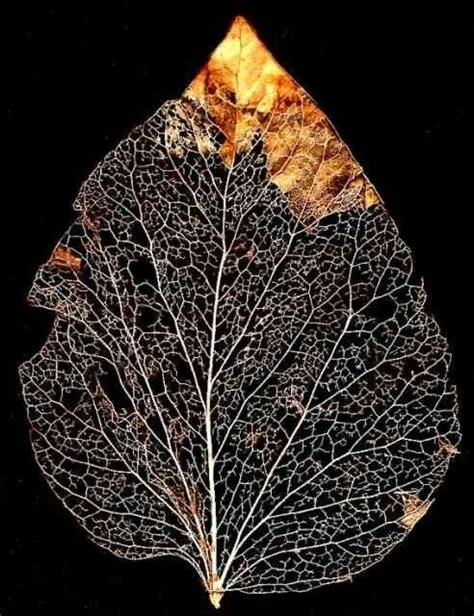 by Diana Day on Leaves | Patterns in nature, Nature art, Leaf art
