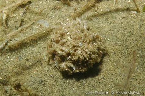 Valonia aegagropila | DORIS