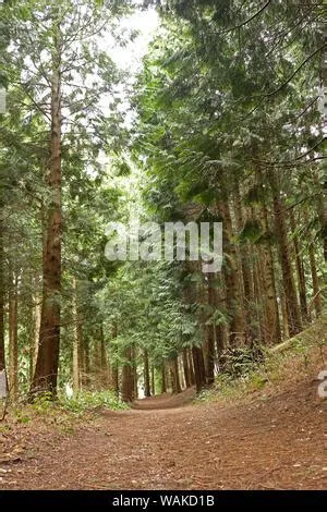 Path in the pine forest Stock Photo - Alamy