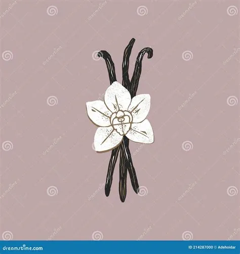 Vanilla Beans and Flower Illustration. Minimalist Abstract Textured ...
